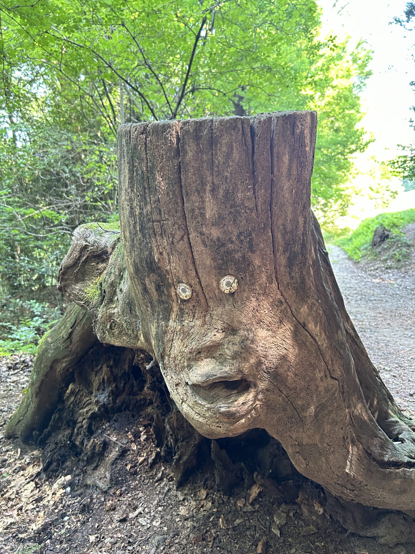 Forest Bathing, Bagno di Bosco con Barbara Botticchio (Forest Therapy Ticino)