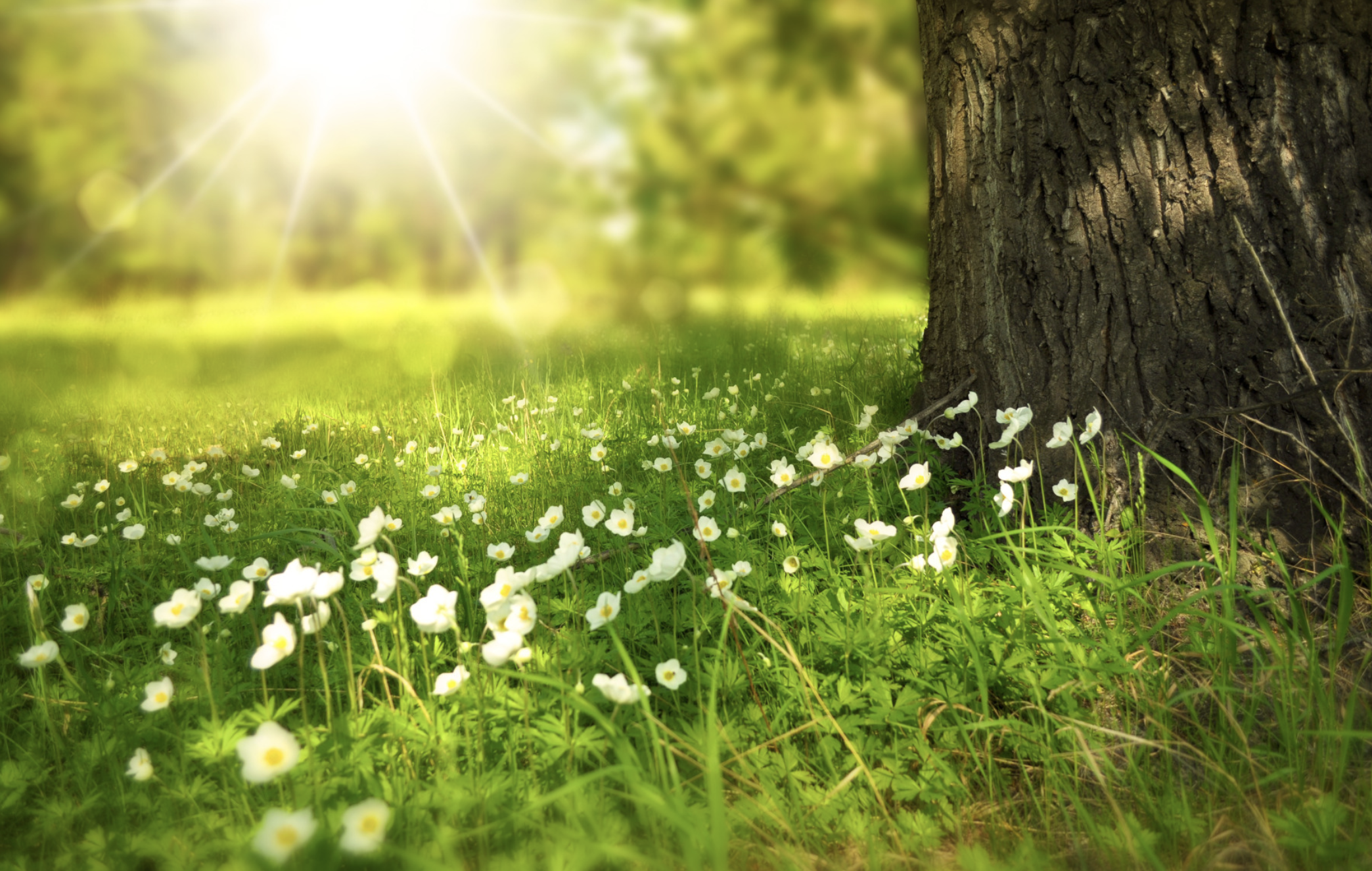 Garden Bathing con Barbara Botticchio di Forest Therapy Ticino
